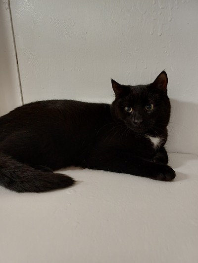 Samara - Domestic Short Hair