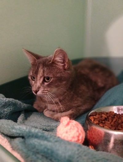 Faye - Domestic Short Hair