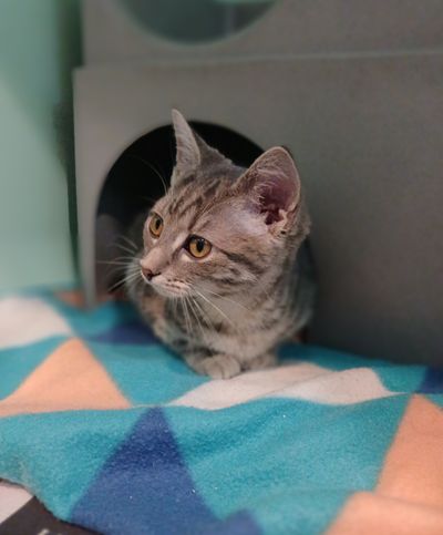Mirabelle