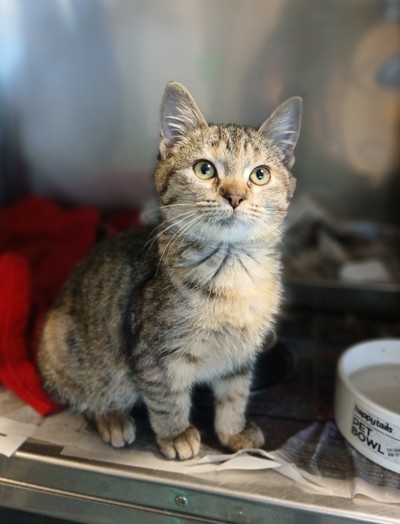 Noemi  - Domestic Short Hair