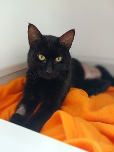Hazza - Domestic Short Hair