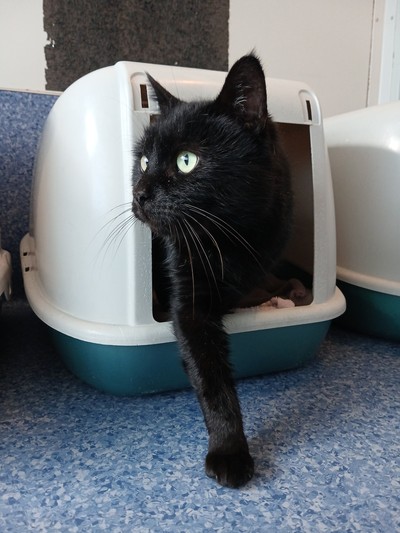 Sammy - Domestic Short Hair