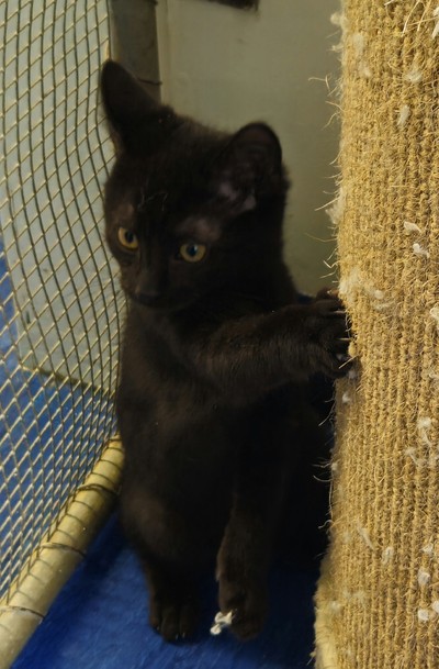 Habanero - Domestic Short Hair