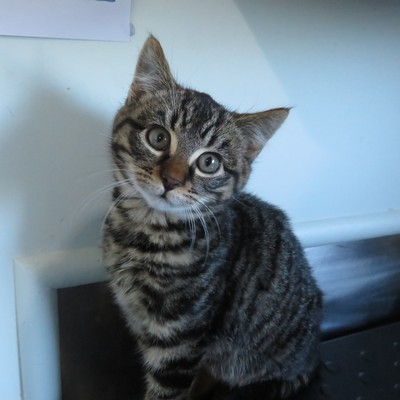 Kashmir - Domestic Short Hair