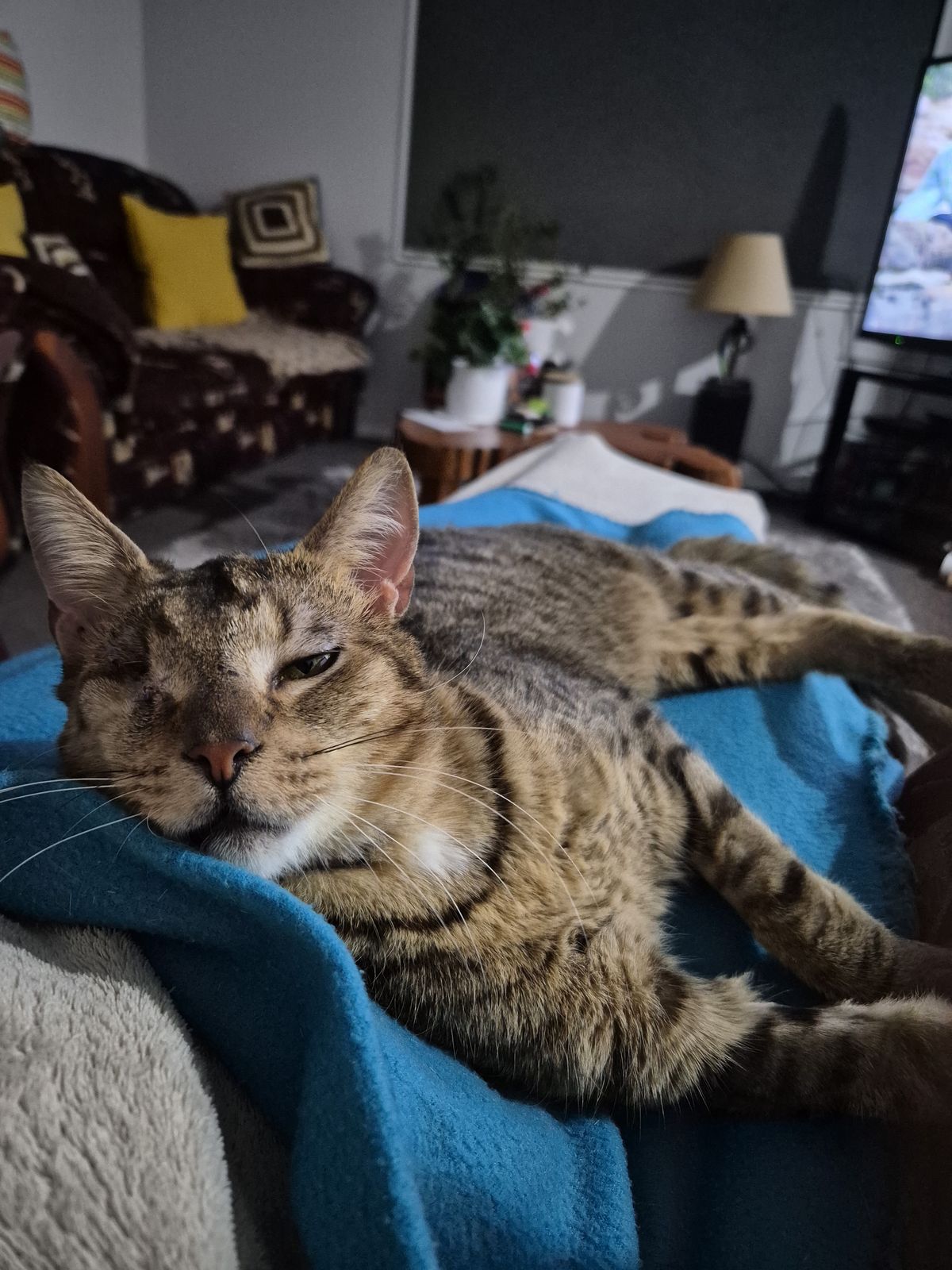 Gallery image: Peanut