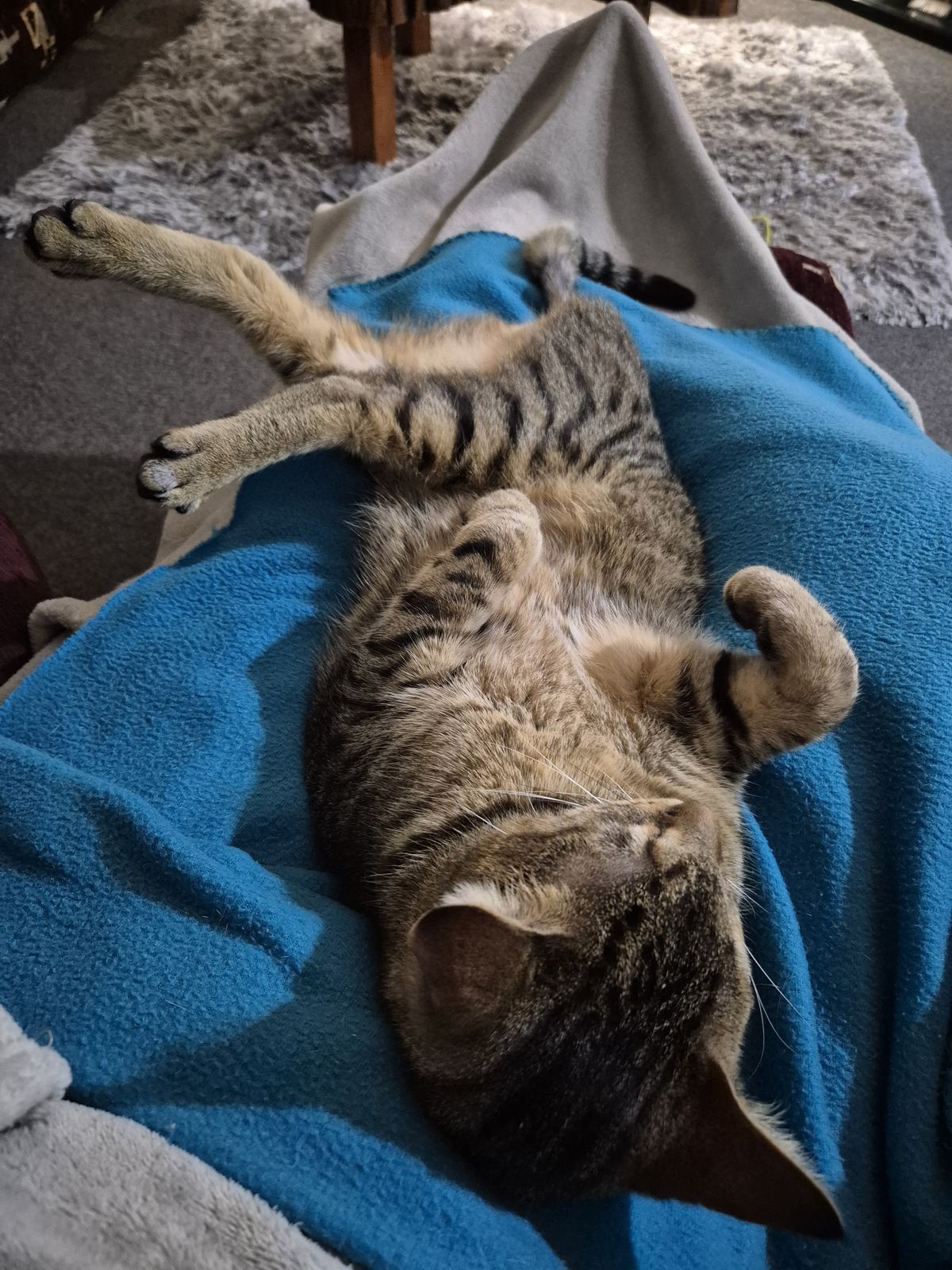 Gallery image: Peanut