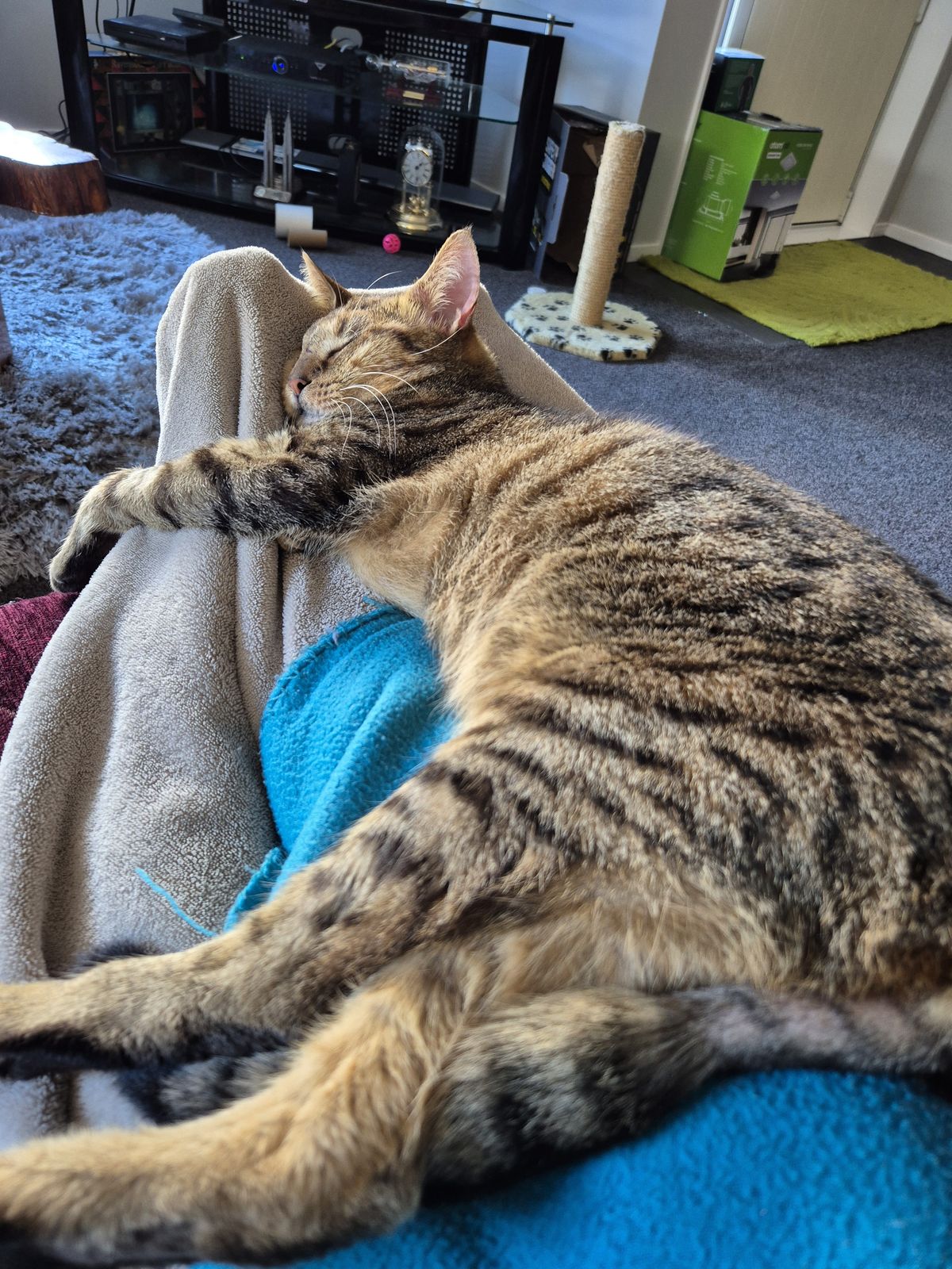 Gallery image: Peanut