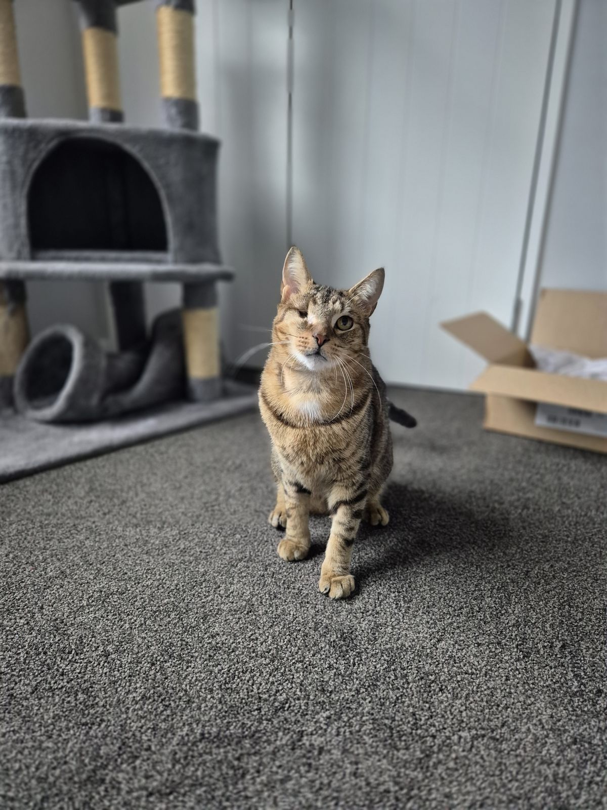 Gallery image: Peanut