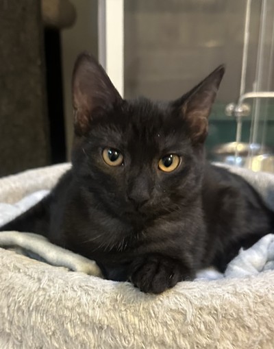 Fuzz - Domestic Short Hair