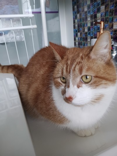 Cantaloupe - Domestic Short Hair
