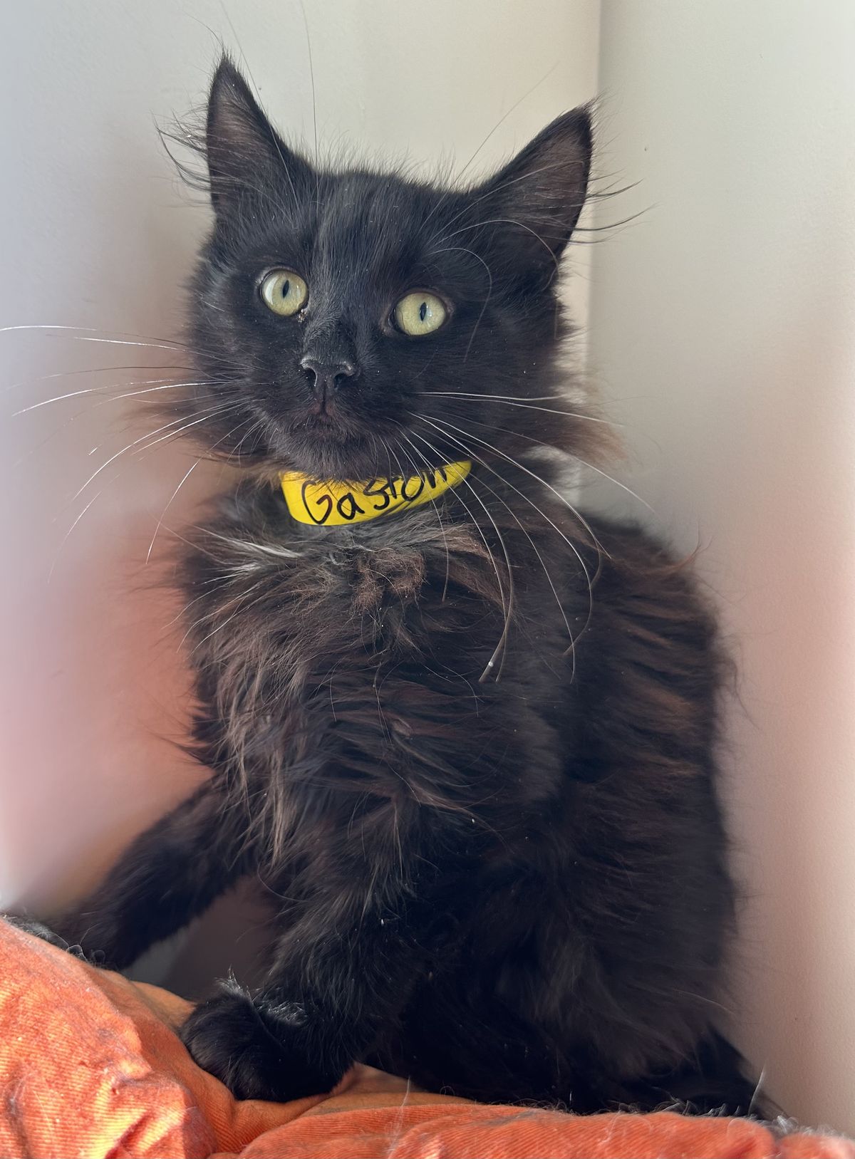 Gallery image: Lord Gaston Von Fluffington Ill