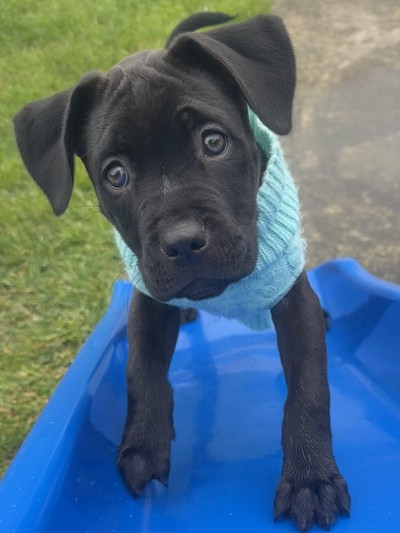Indi  - Medium Cross Breed