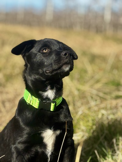 Tamaiti - Large Cross Breed