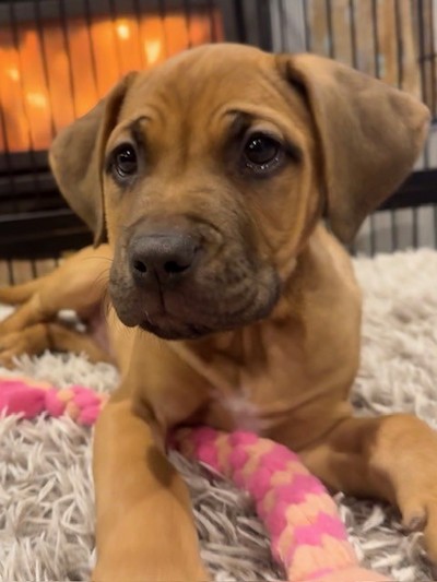 Missy - Medium Cross Breed