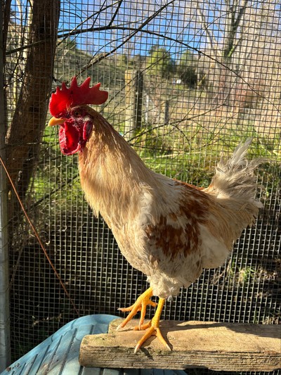 Alaric - Chicken