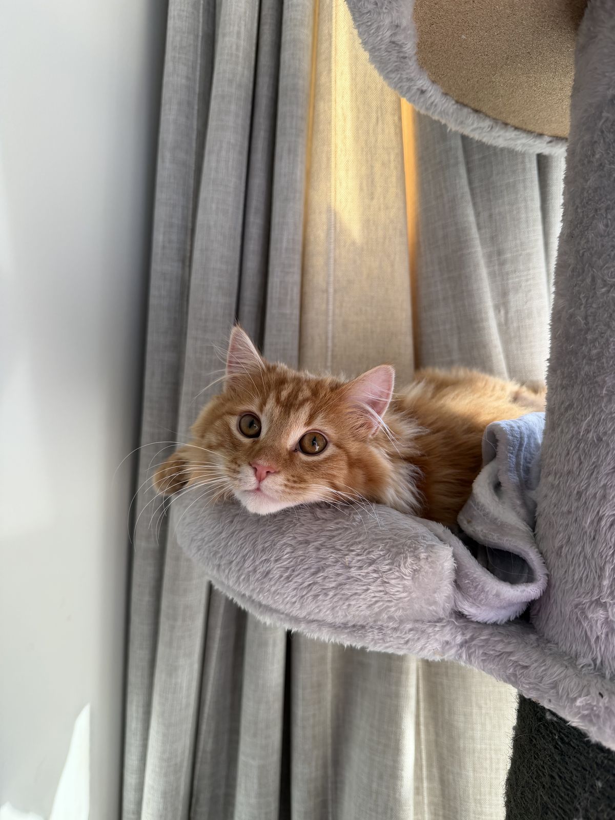 Gallery image: George Weasley