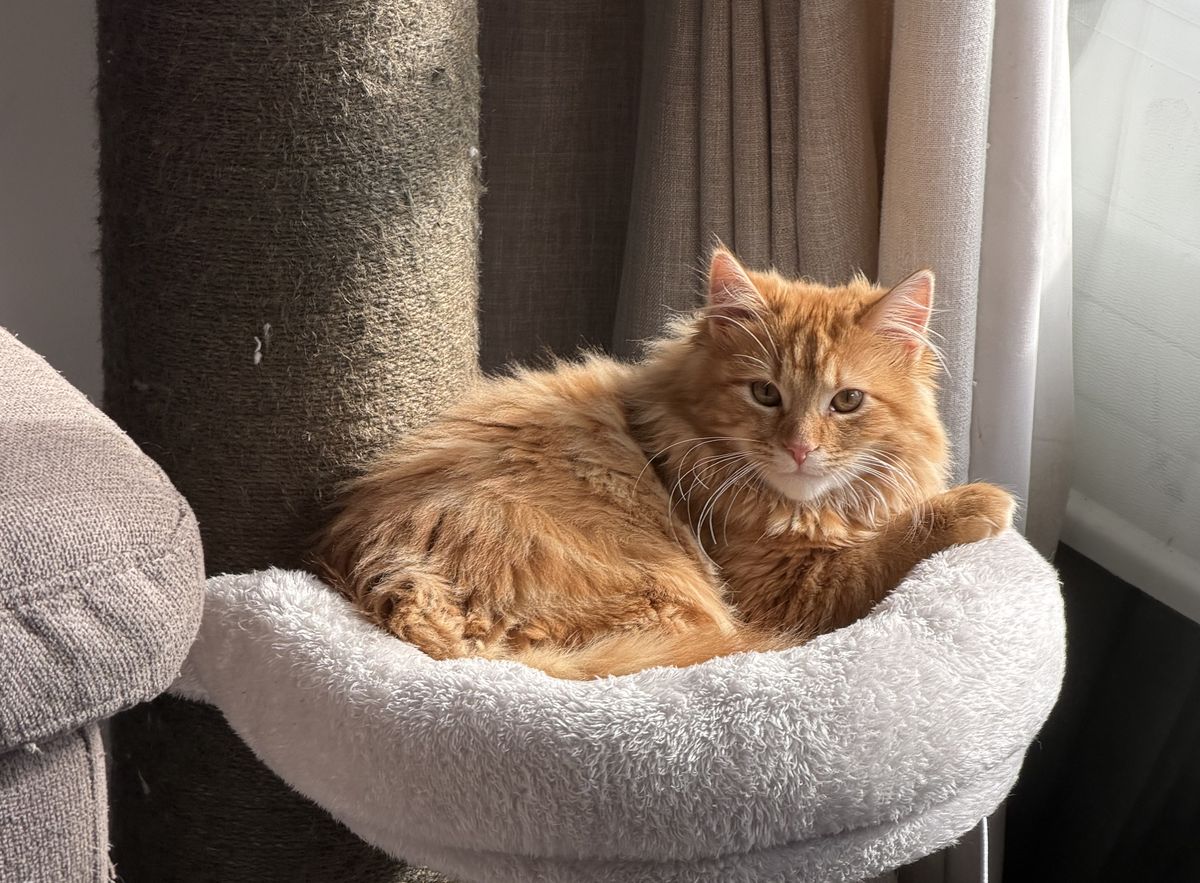 Gallery image: George Weasley