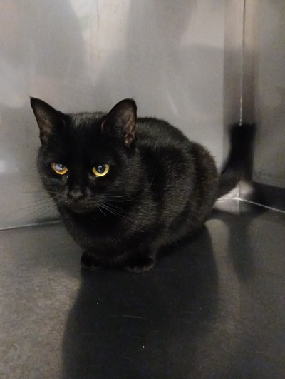 Willa - Domestic Short Hair