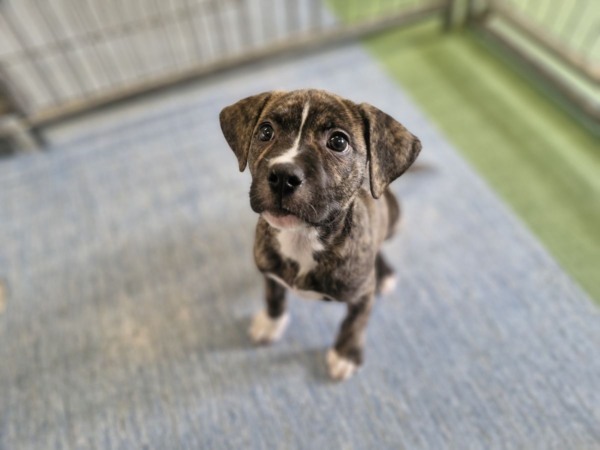 Gallery image: Gus