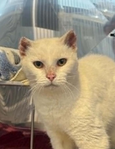 Lady Peach - Domestic Short Hair