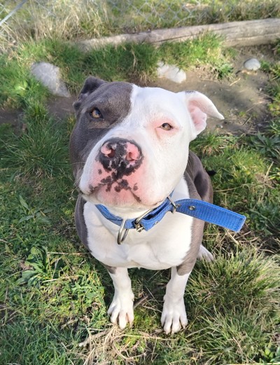 Odin - American Staffy