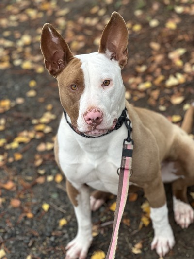 Biscuit - Medium Cross Breed