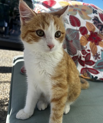 Gary - Domestic Medium Hair