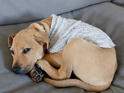 Koby - Medium Cross Breed