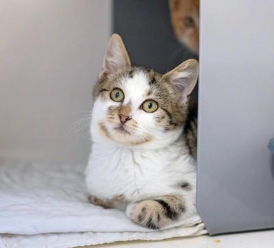 Nash - Domestic Short Hair