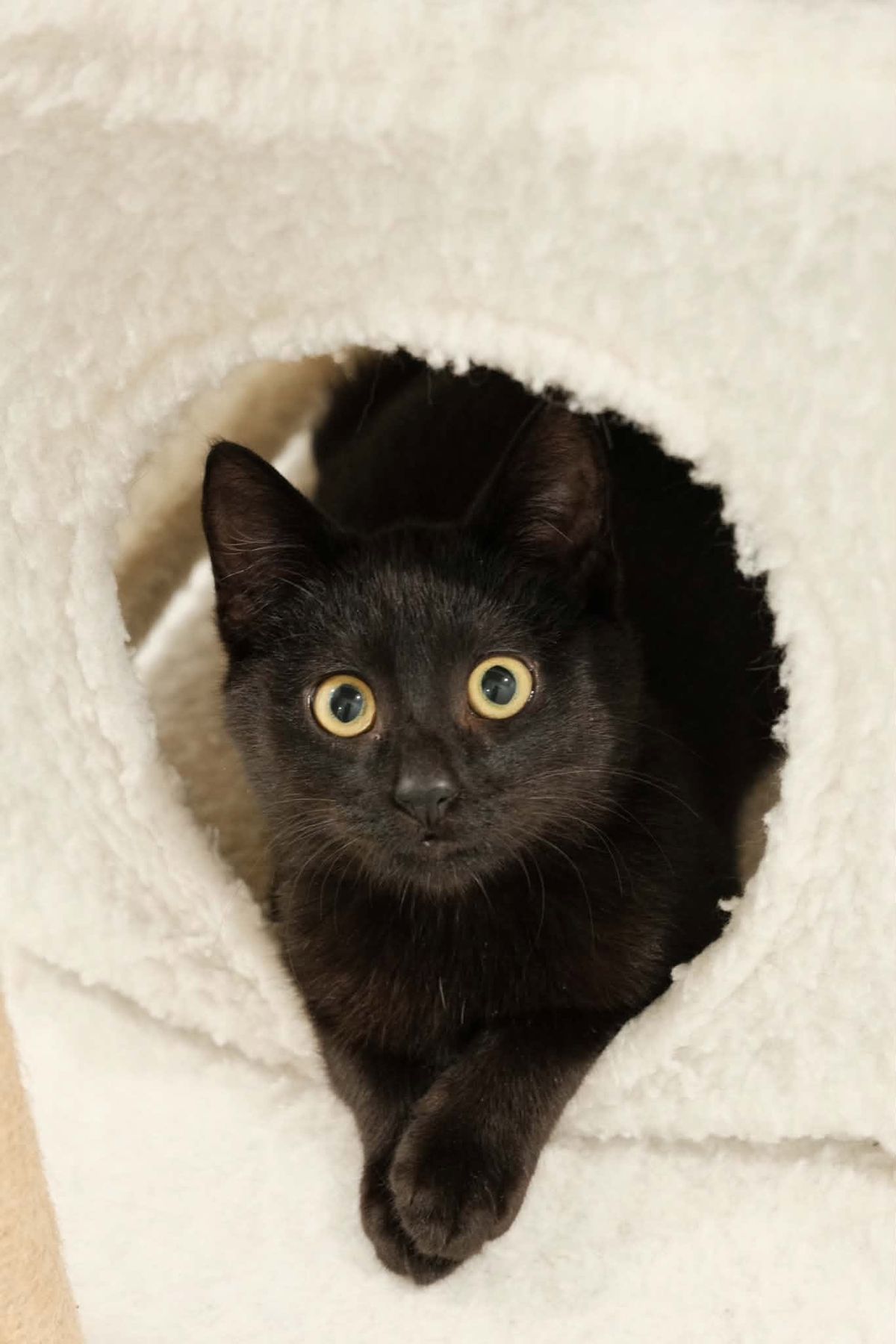 Gallery image: Toothless