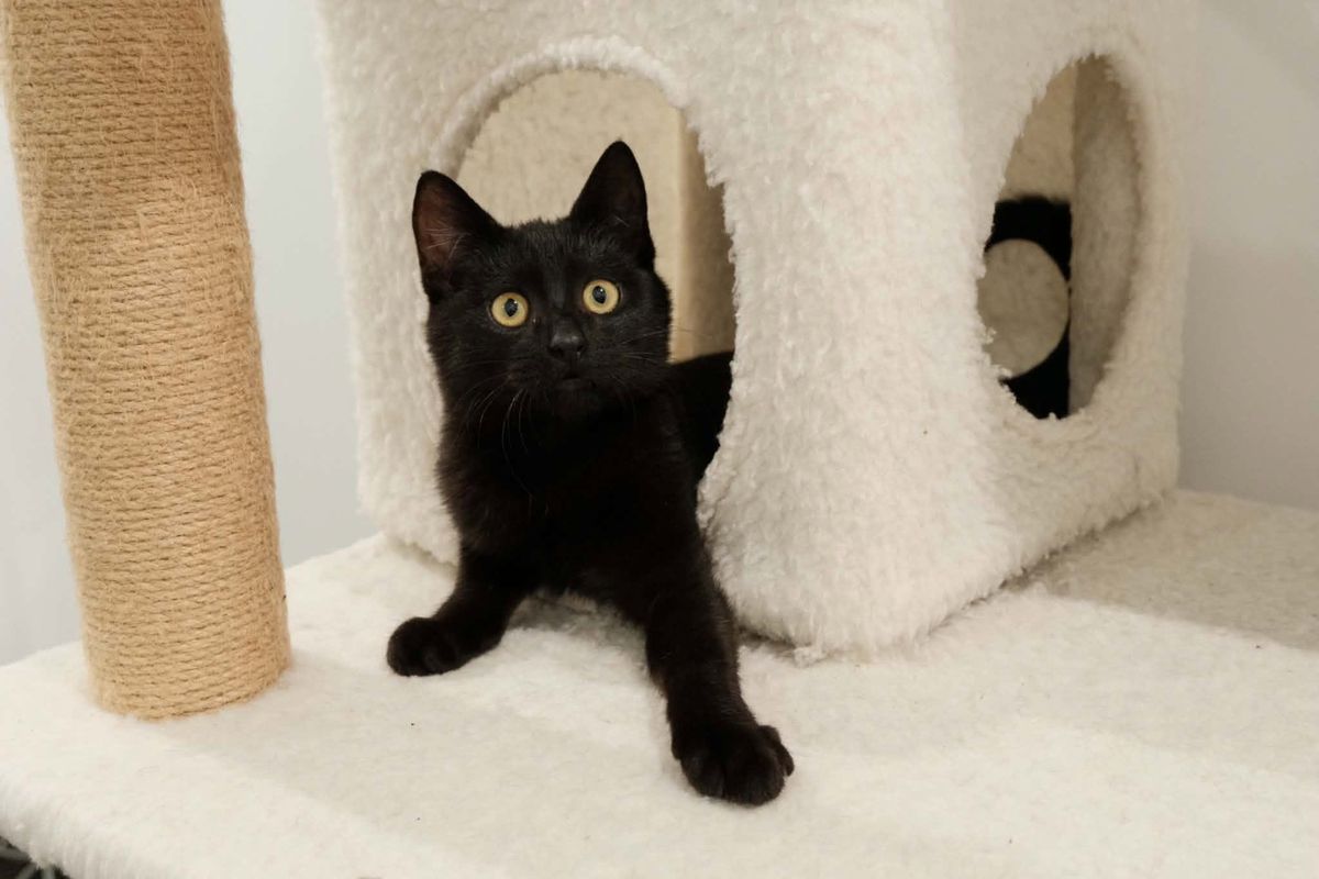Gallery image: Toothless