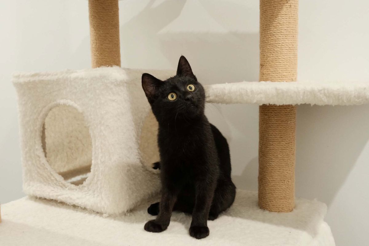 Gallery image: Toothless
