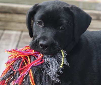 Jewel - Labrador