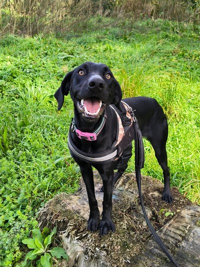 Pat - Labrador