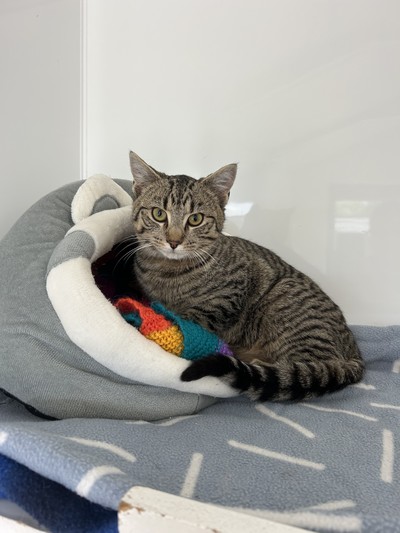 Dynamo - Domestic Short Hair
