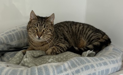 Yogurt - Domestic Short Hair