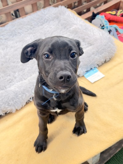 Bindi - Medium Cross Breed
