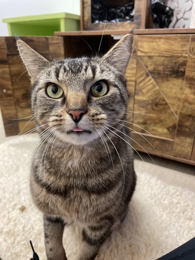 Barney - Domestic Short Hair