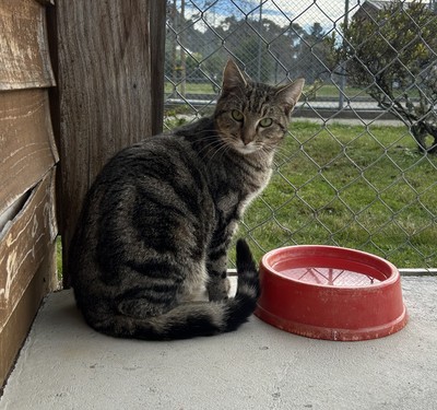 Pauley - Domestic Short Hair