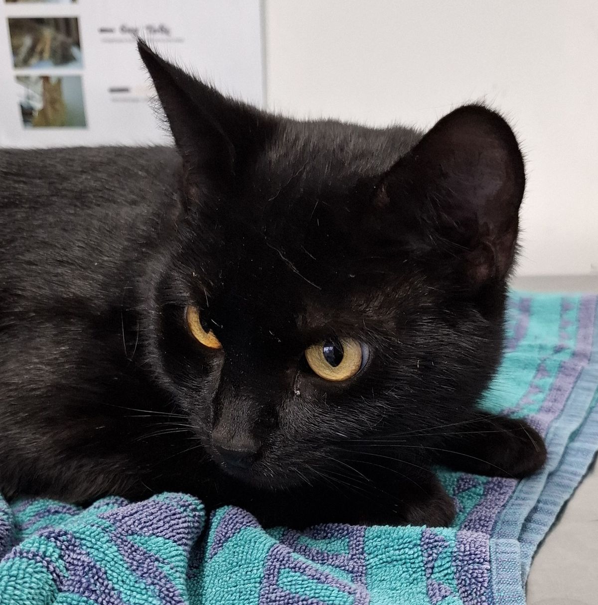 Gallery image: Sooty