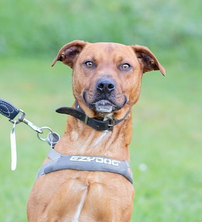 Nick - Medium Cross Breed
