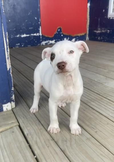 Dream Whip - Medium Terrier Cross