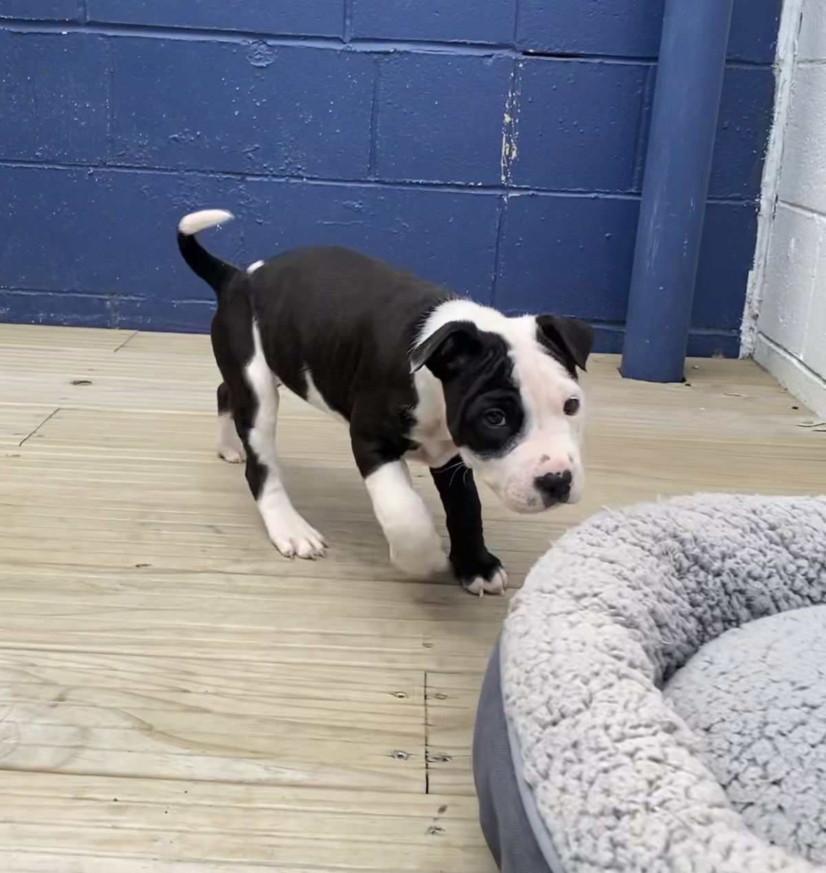 Gallery image: Puddin