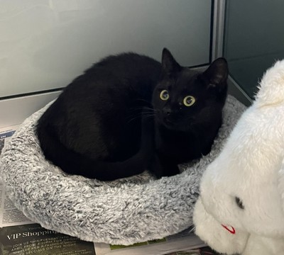 Minnie - Domestic Short Hair
