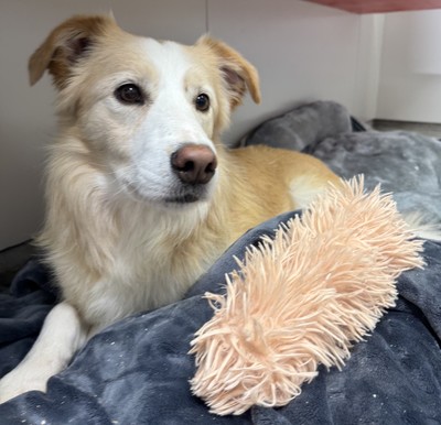 Baguette - Border Collie