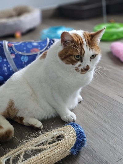 Niko - Domestic Short Hair
