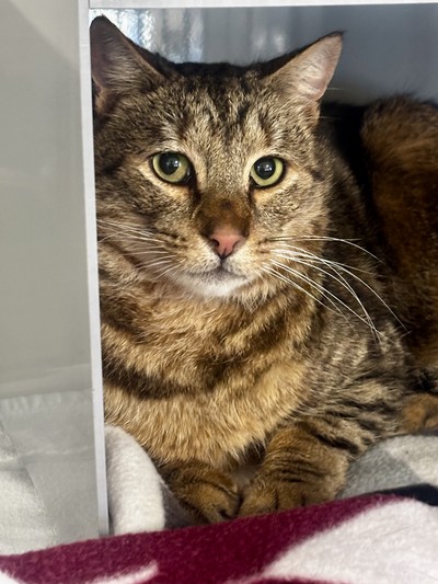Leo - Domestic Short Hair