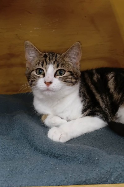 Donut - Domestic Short Hair