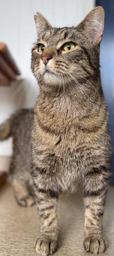Lynx - Domestic Short Hair