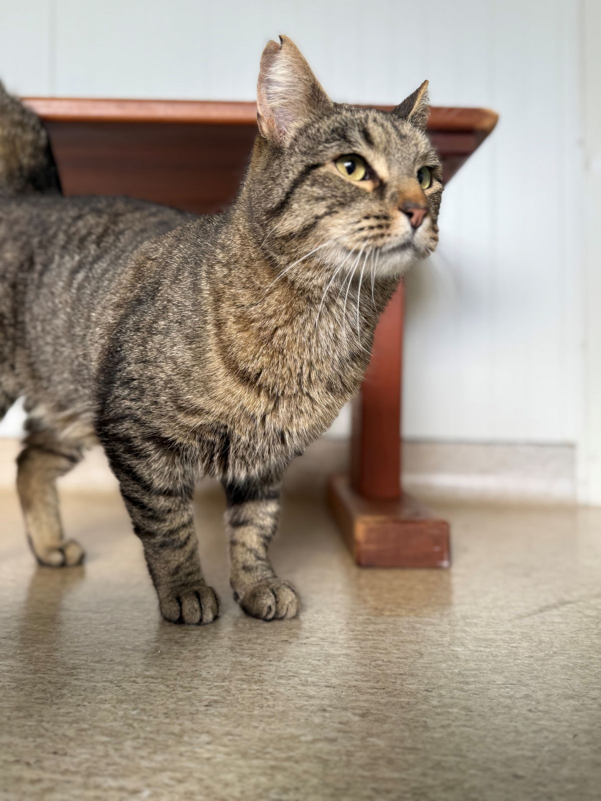 Gallery image: Lynx